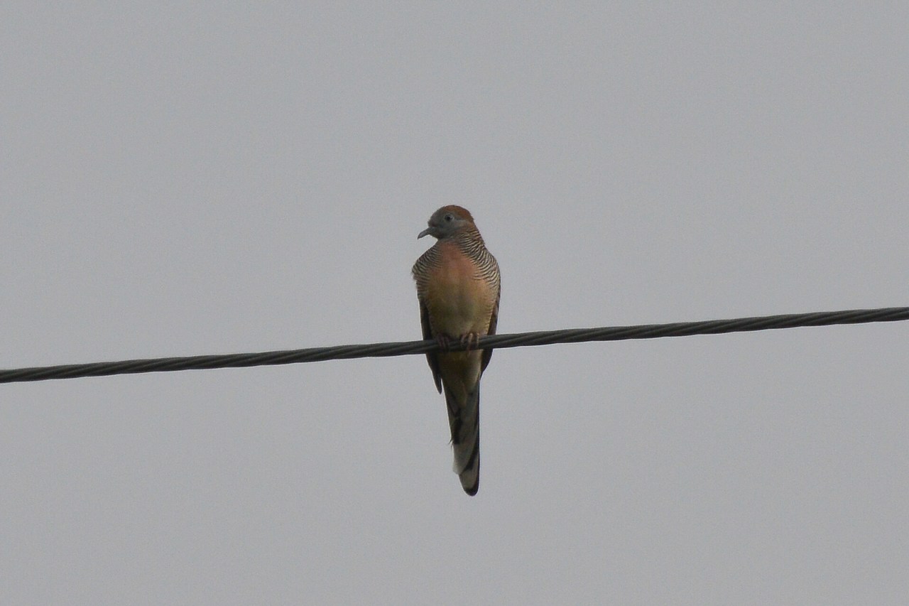 Geopelia striata Geopelia striata